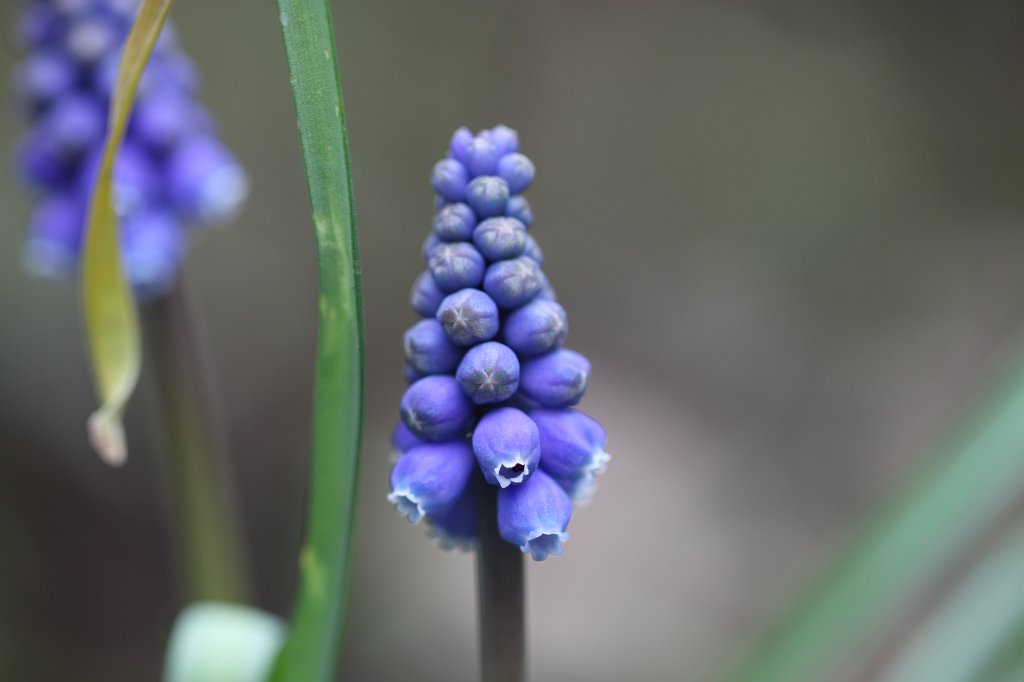 IMG_8353.JPG -  Grape hyacinths  ( Traubenhyazinthen )