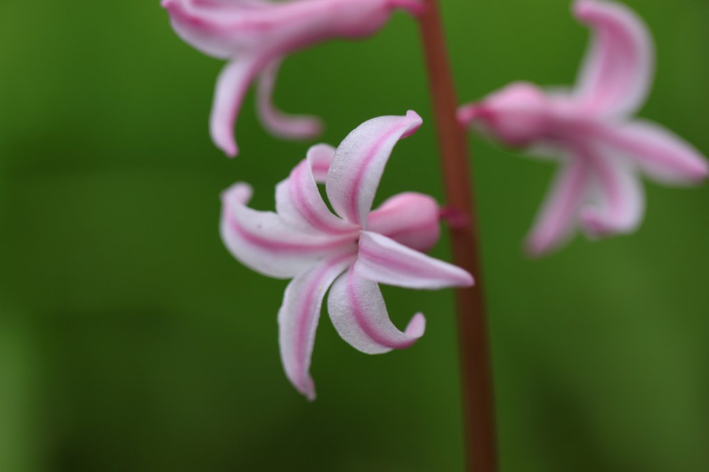 IMG_8388.JPG -  Garden hyacinth  ( Gartenhyazinthe )