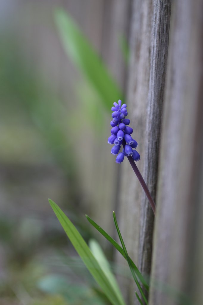 IMG_8390.JPG -  Grape hyacinth  ( Traubenhyazinthen )