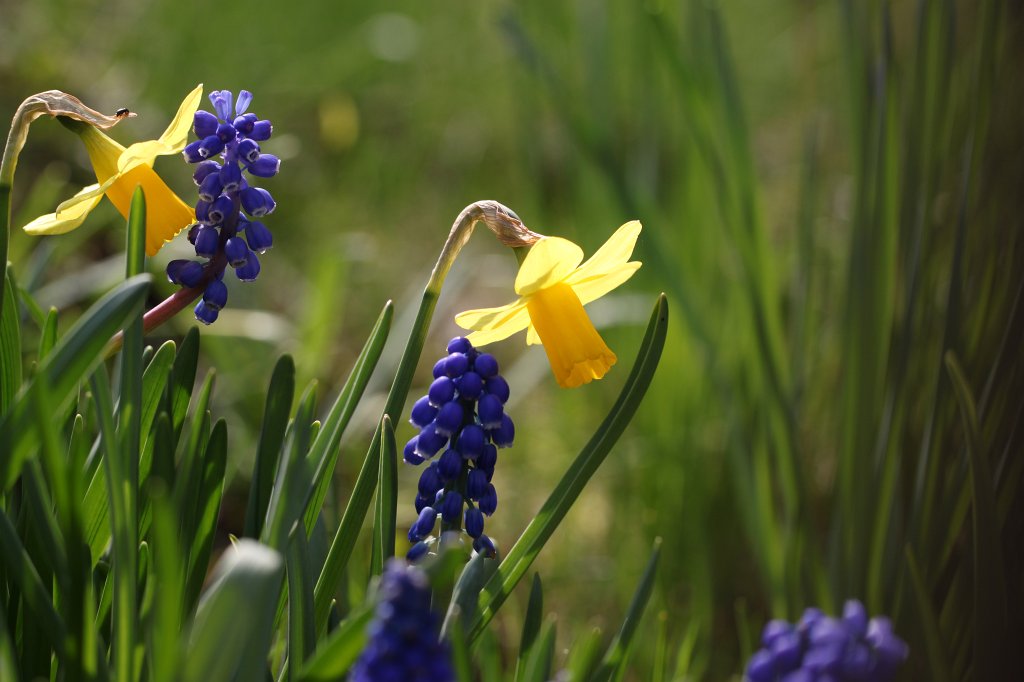 IMG_8426.JPG -  Daffodils  ( Osterglocken ) and  grape hyacinths  ( Traubenhyazinthen )