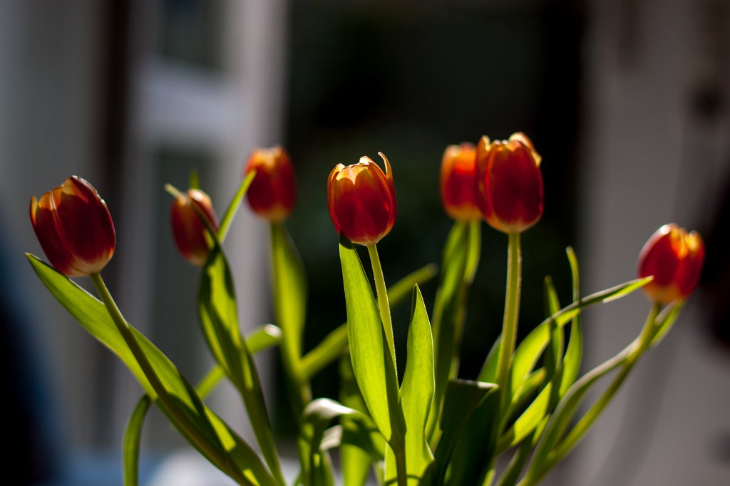 IMG_8463_c.jpg - Tulips