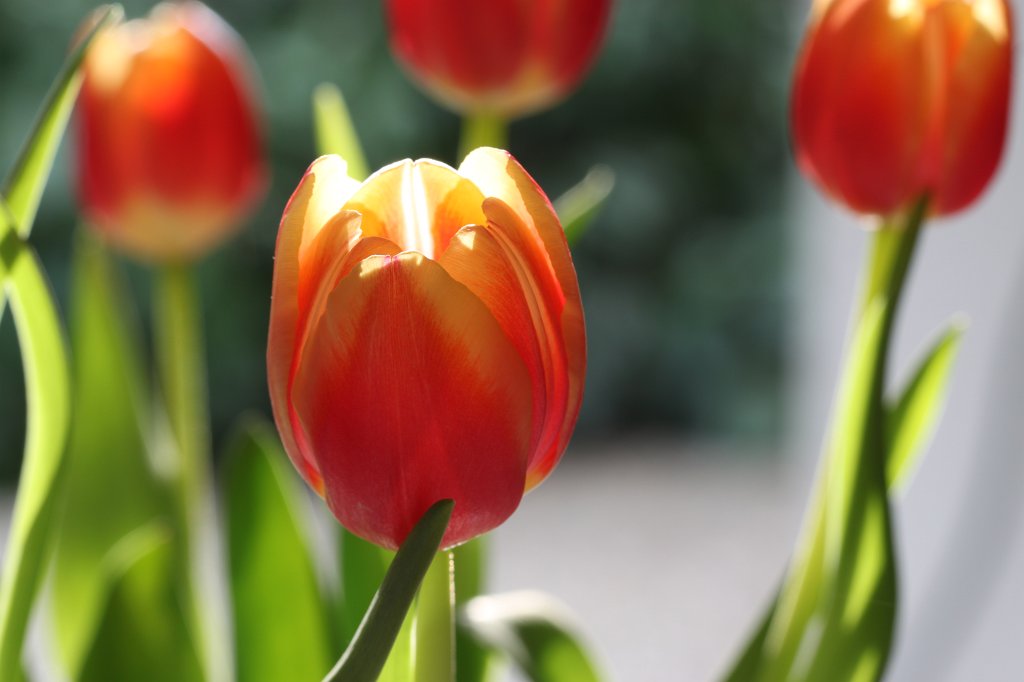 IMG_8465.JPG - Tulips