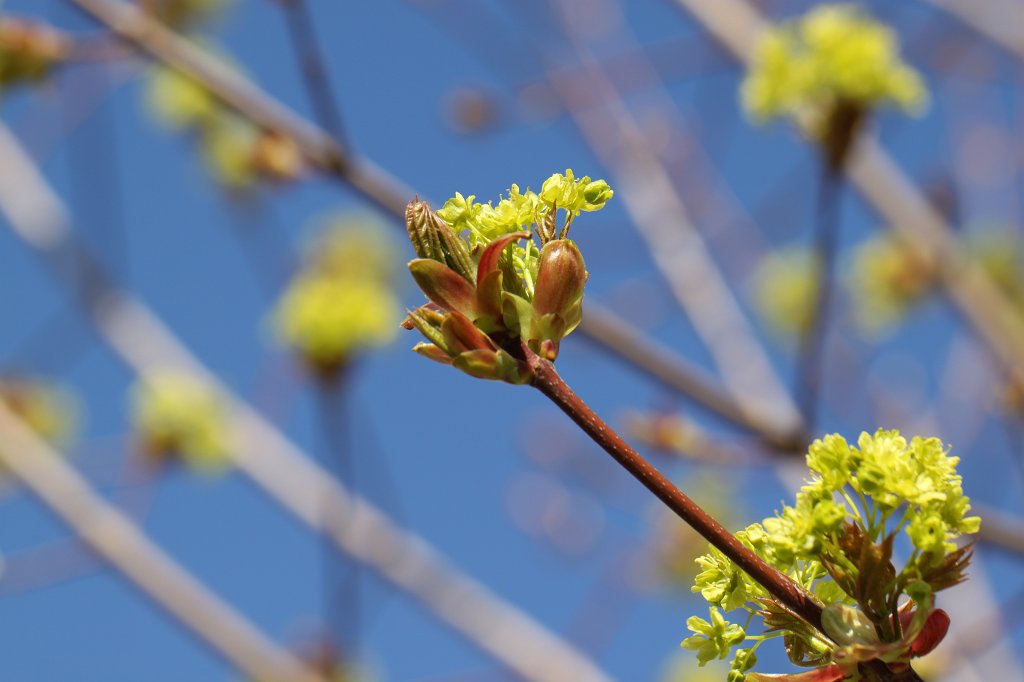 IMG_8485.JPG - Tree blossom
