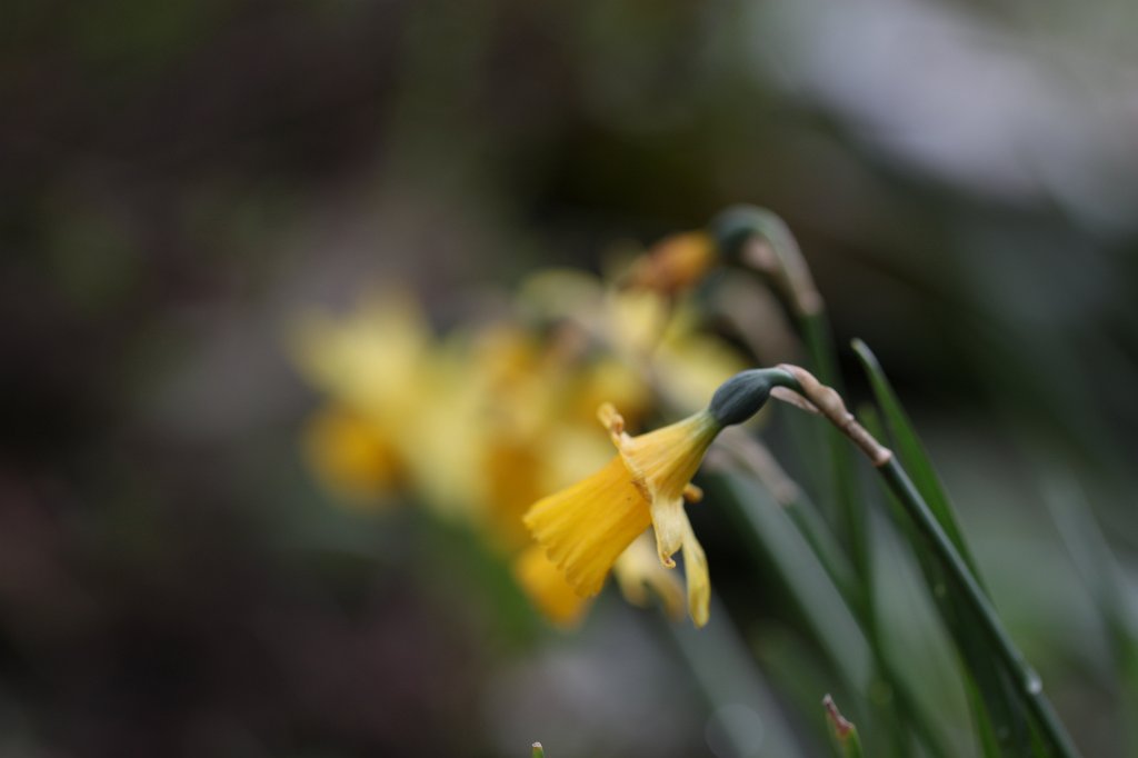 IMG_8555.JPG -  Daffodils  ( Osterglocken )