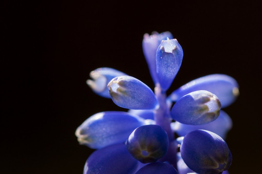 IMG_8560_c.jpg -  Grape hyacinths  ( Traubenhyazinthen )
