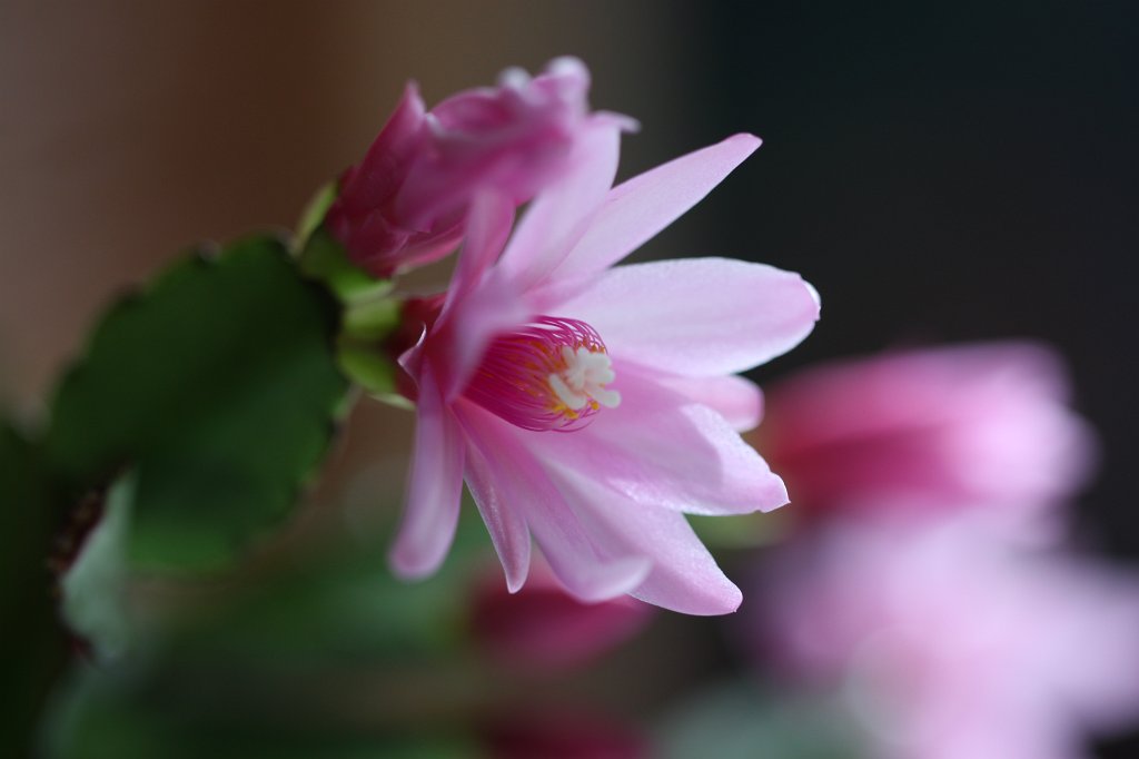 IMG_8591.JPG - Cactus flower