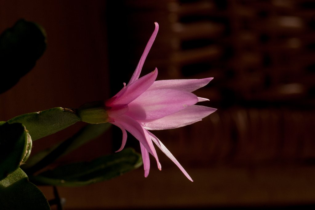 IMG_8598_c.jpg - Cactus flower