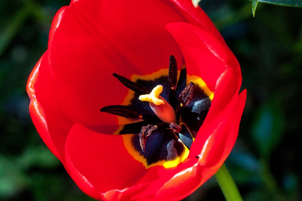 IMG_8712_c.jpg -  Tulip 