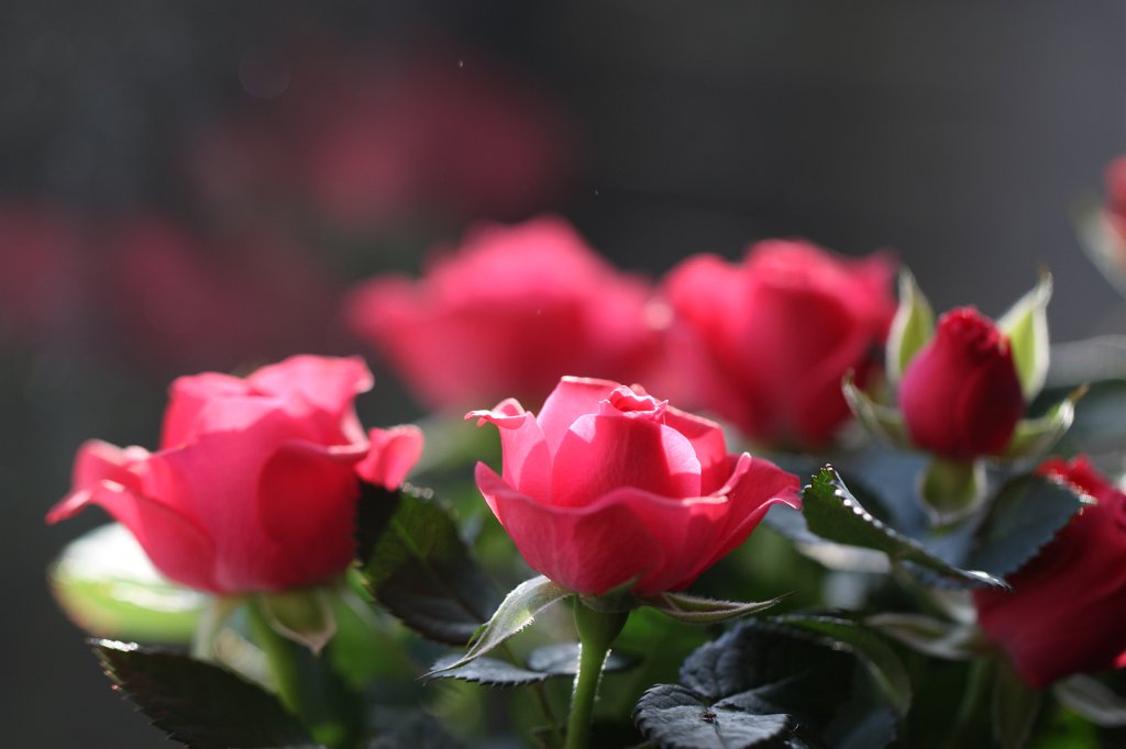 IMG_8783.JPG -  Rose  bouquet