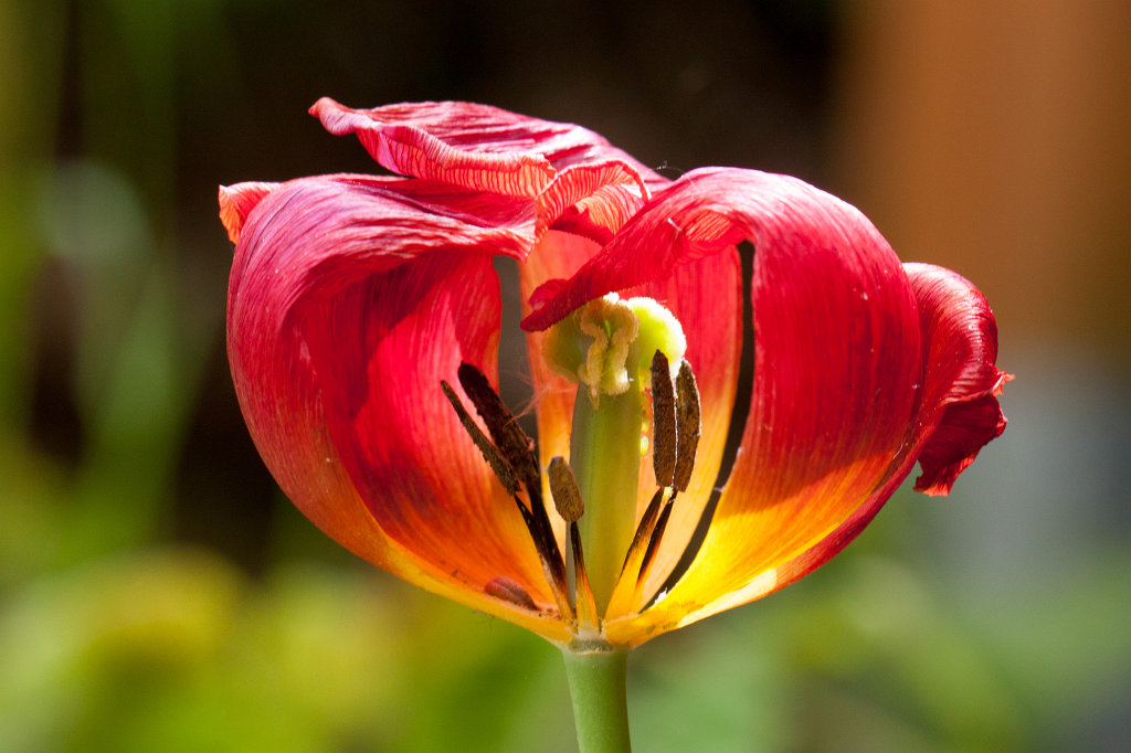 IMG_0580_c.jpg -  Tulip  ( Tulpe )