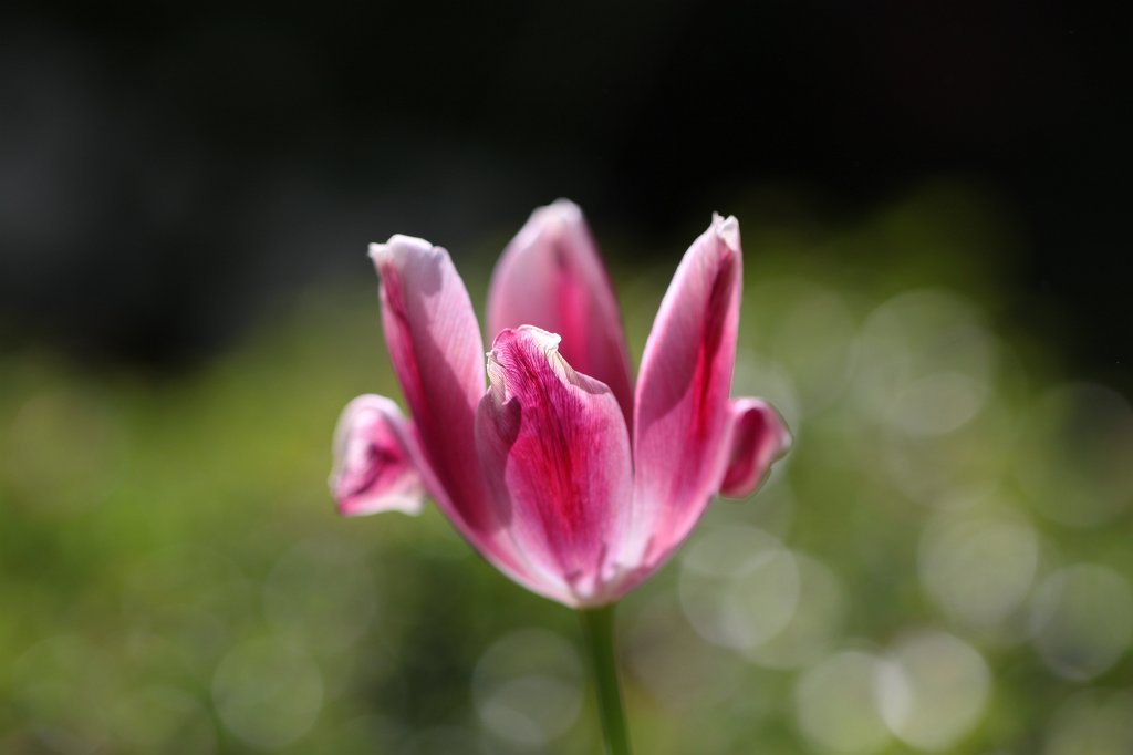 IMG_0753.JPG -  Tulip  ( Tulpe )