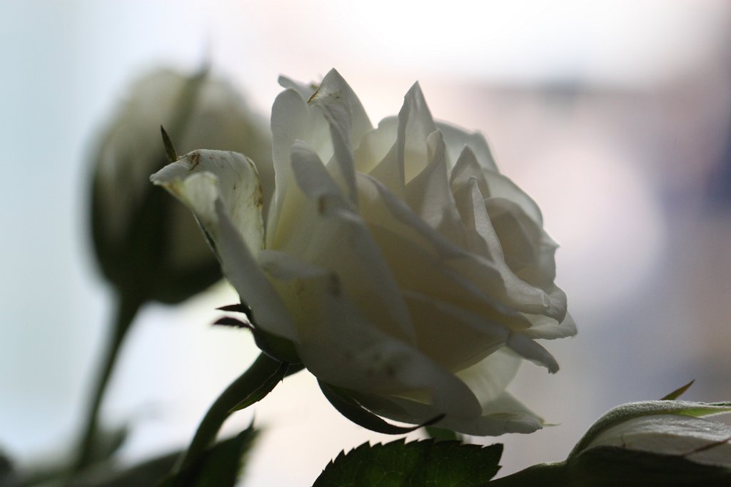 IMG_0781.JPG - White  rose 