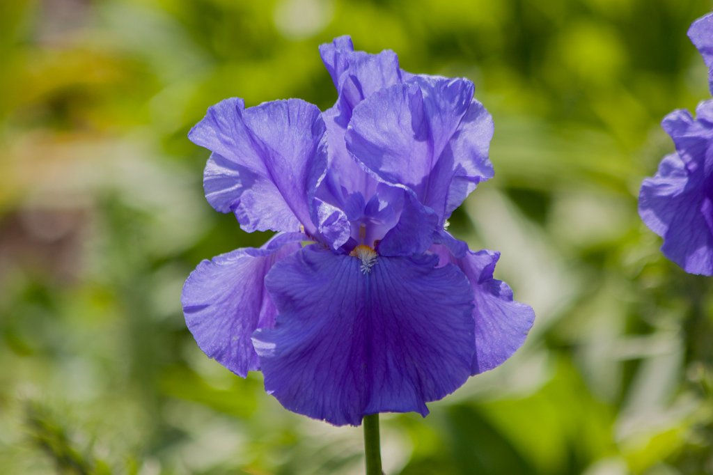 IMG_0862_c.jpg -  Bearded iris  ( Deutsche Schwertlilie )