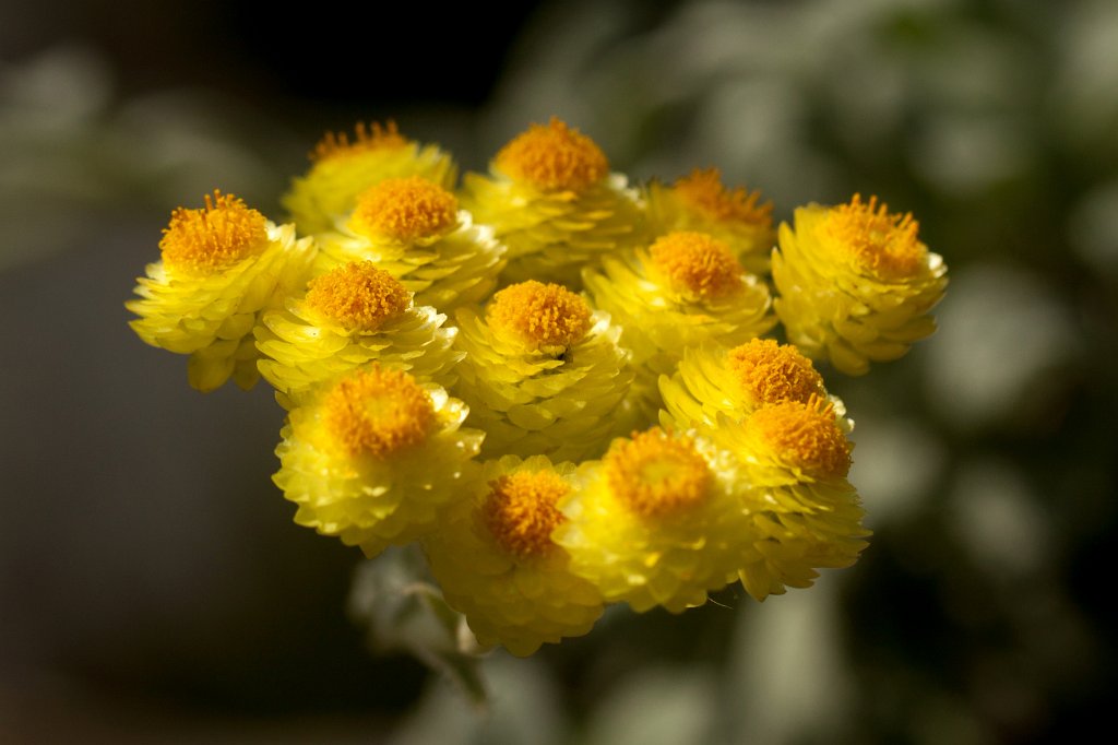 IMG_0898_c.jpg -  Helichrysum orientale  ( Orient Strohblume )