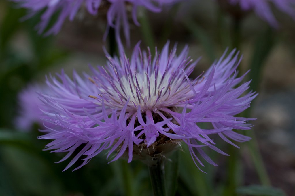 IMG_0907_c.jpg -  Centaurea  ( Flockenblume )