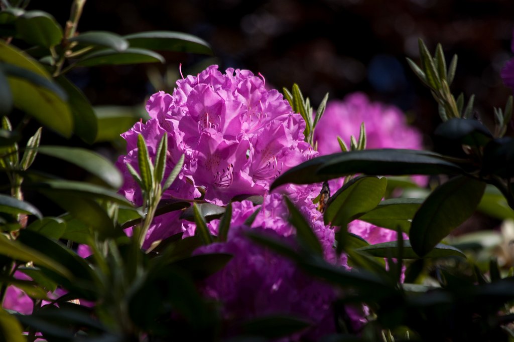 IMG_1014_c.jpg -  Rhododendron  ( Rhododendron )
