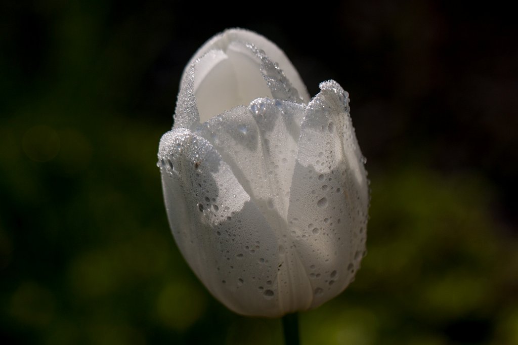 IMG_1204_c.jpg -  Tulip  ( Tulpe )
