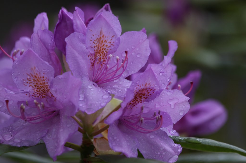 IMG_1227.JPG -  Rhododendron  ( Rhododendron )