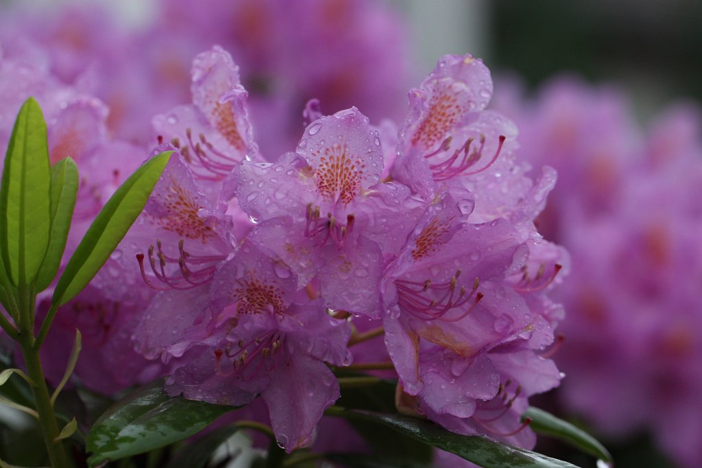 IMG_1240.JPG -  Rhododendron  ( Rhododendron )