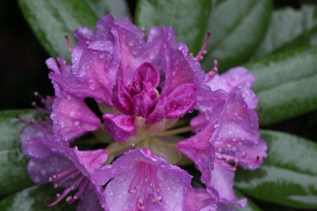 IMG_1243.JPG -  Rhododendron  ( Rhododendron )