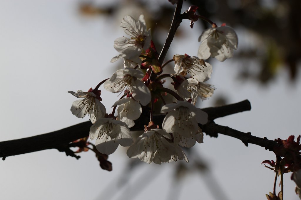 IMG_8981.JPG - Cherry blossom