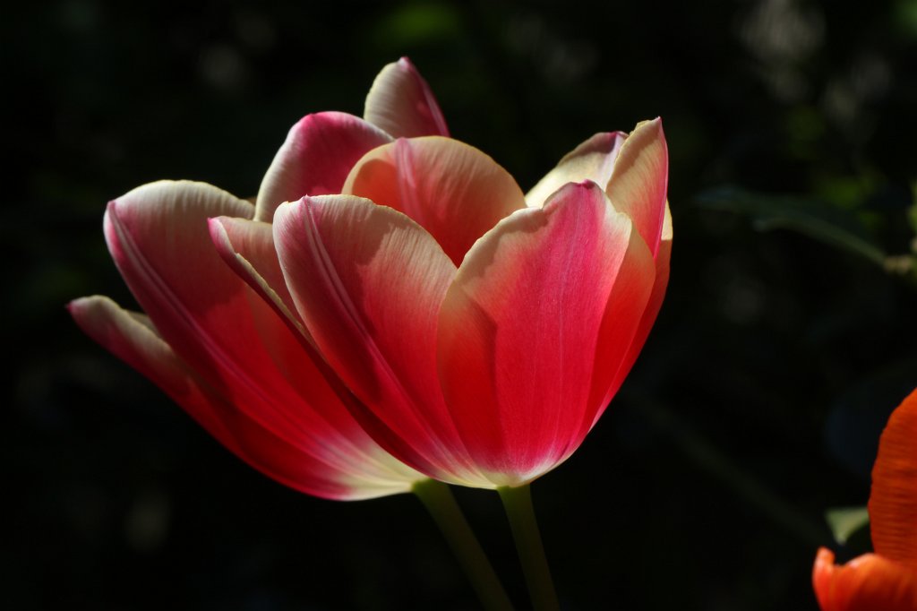 IMG_9594.JPG -  Tulip  ( Tulpe )
