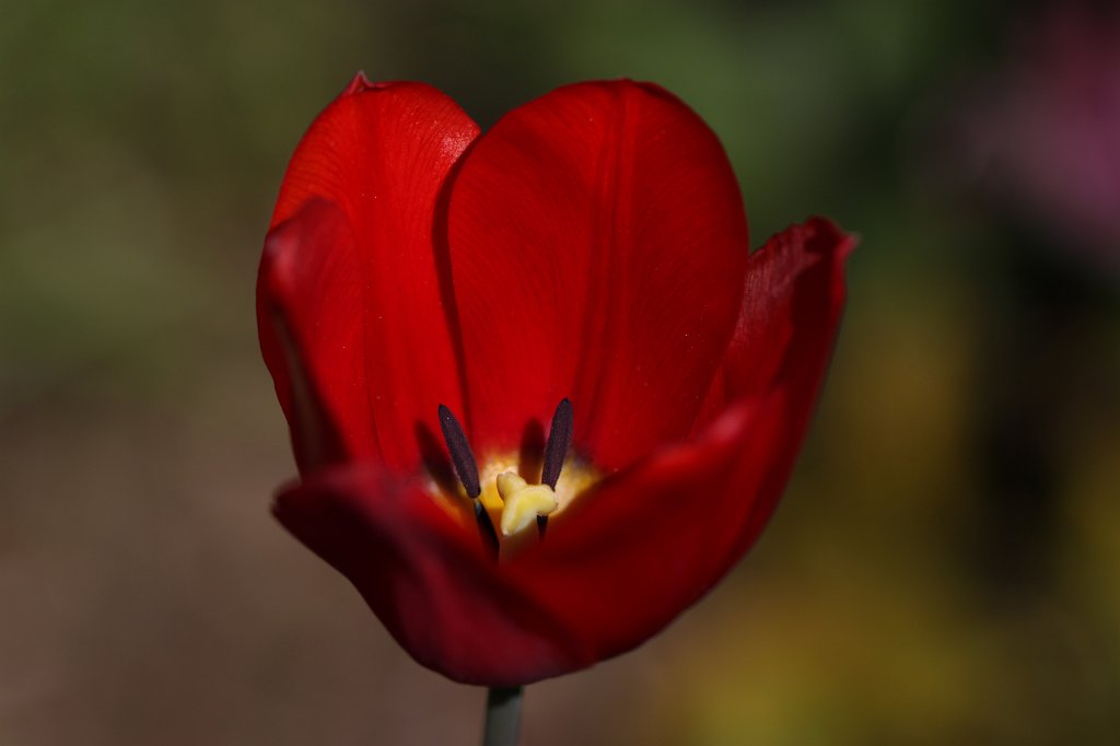 IMG_9637.JPG -  Tulip  ( Tulpe )