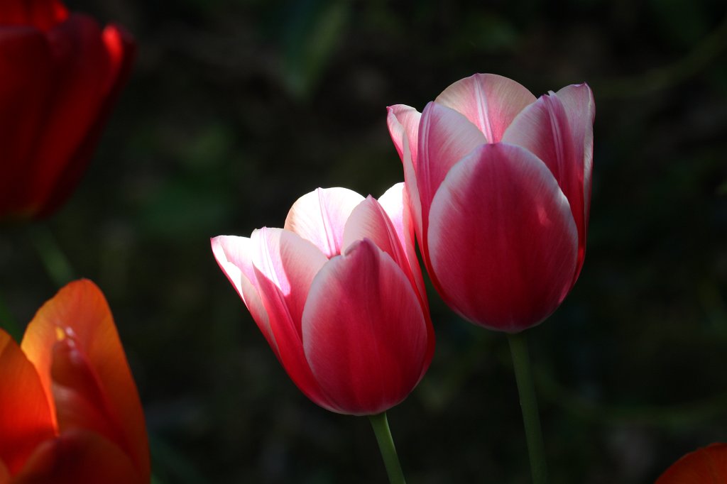 IMG_9669.JPG -  Tulips  ( Tulpen )
