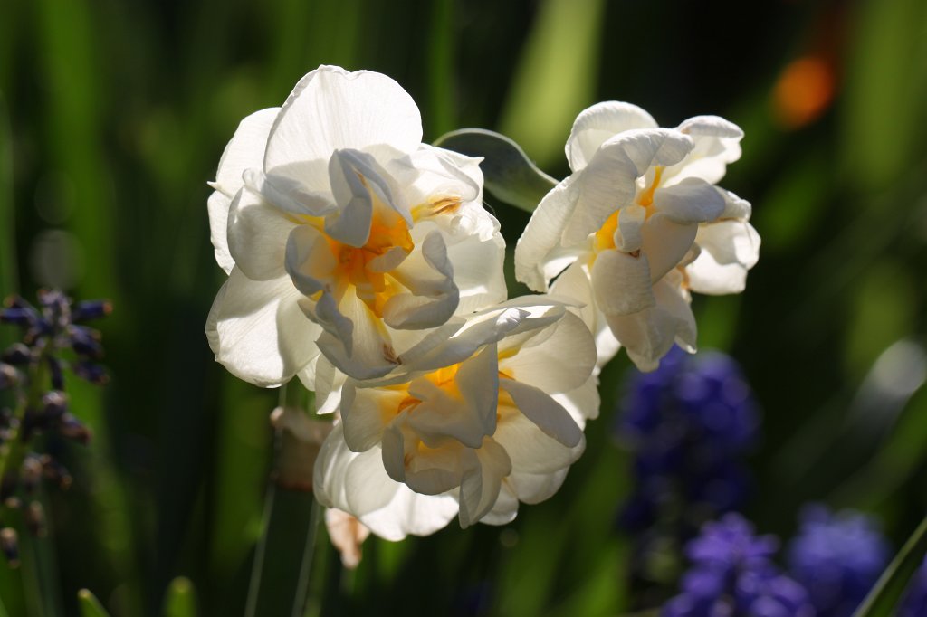 IMG_9695.JPG -  Narcissus  ( Narzissen )