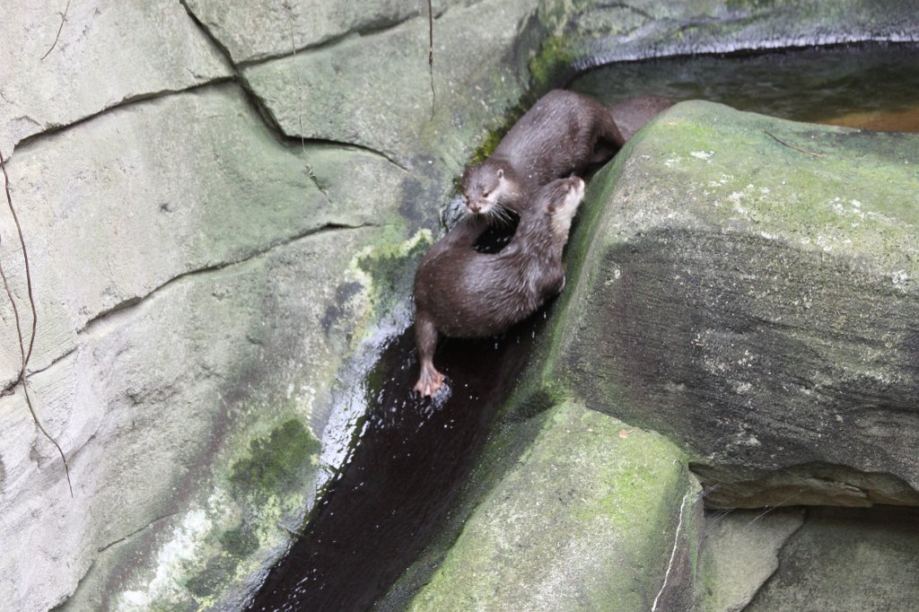 IMG_0070.JPG -  Oriental small-clawed otter  ( Zwergotter )