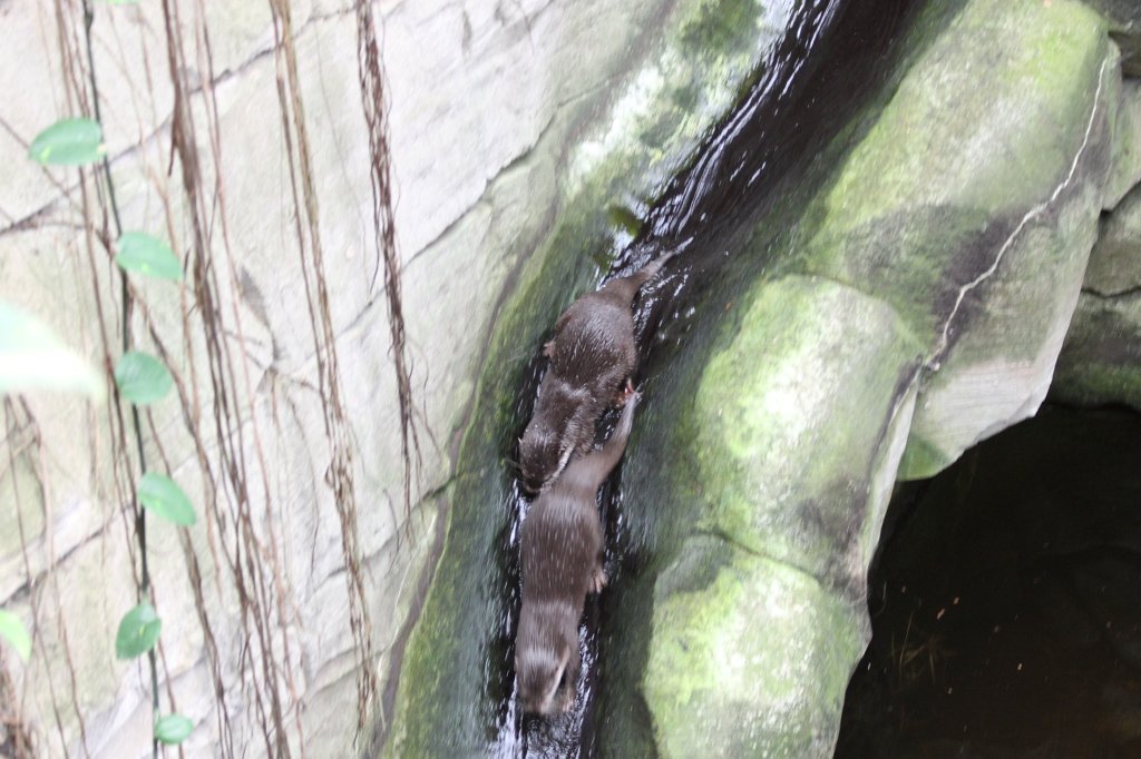 IMG_0072.JPG -  Oriental small-clawed otter  ( Zwergotter )