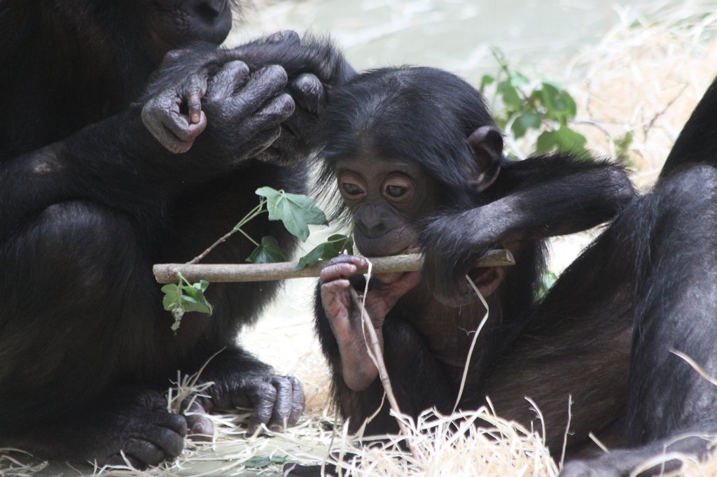 IMG_0090.JPG -  Bonobo 