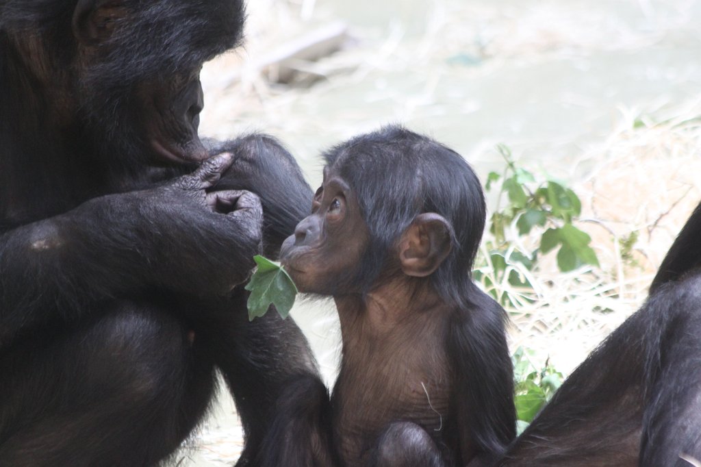 IMG_0098.JPG -  Bonobo 