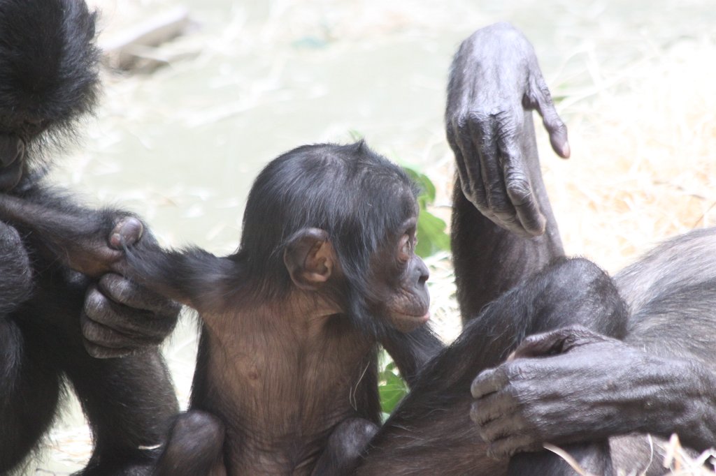 IMG_0102.JPG -  Bonobo 
