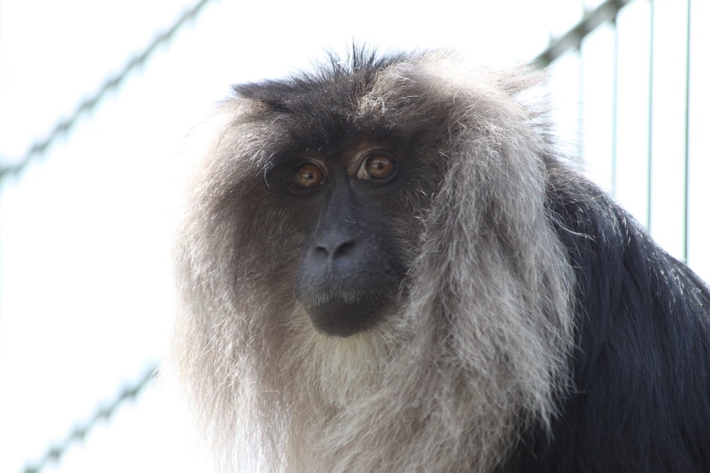 IMG_0121.JPG -  Lion-tailed macaque  ( Bartaffe )