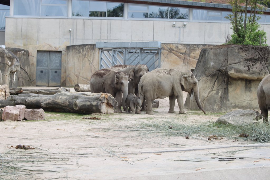 IMG_0135.JPG -  Asian elephant  ( Asiatischer Elefant )