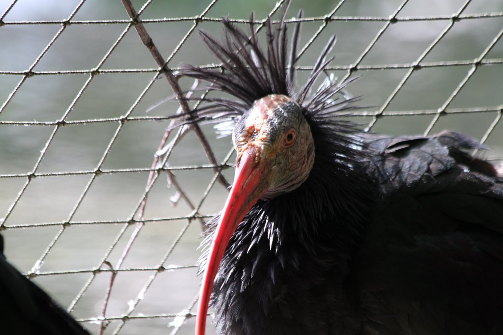 IMG_0197.JPG -  Northern bald ibis  ( Kahlkopfrapp )