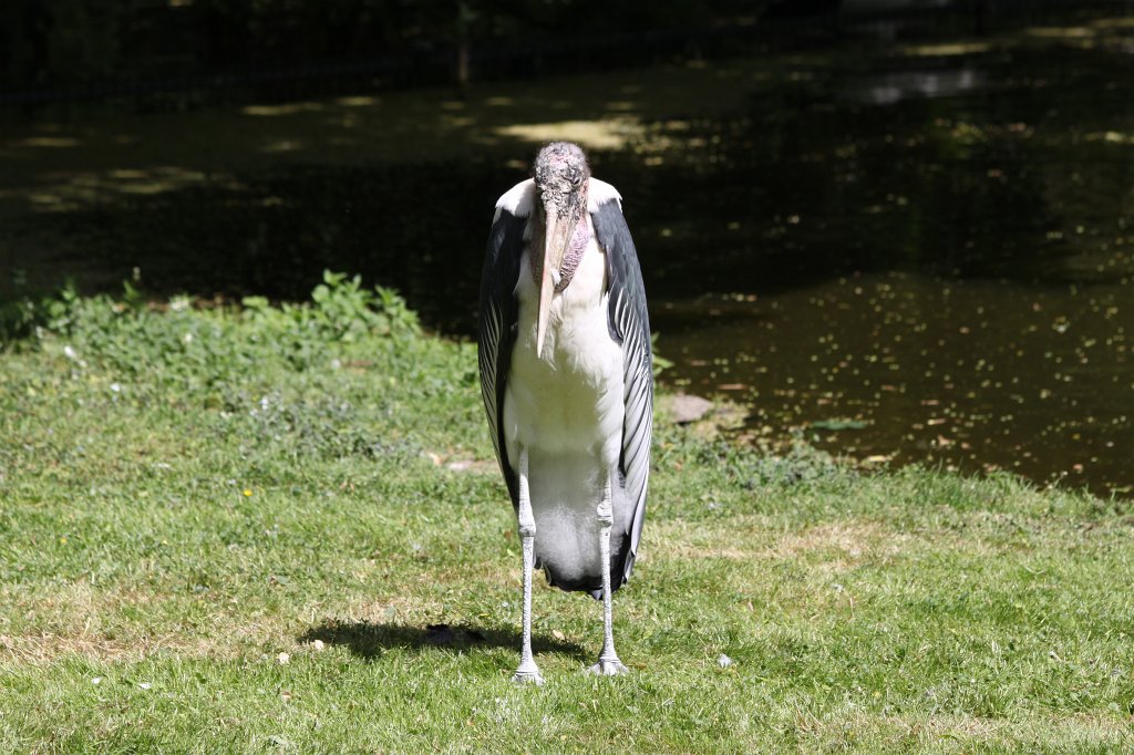 IMG_0211.JPG -  Marabou stork  ( Marabu )