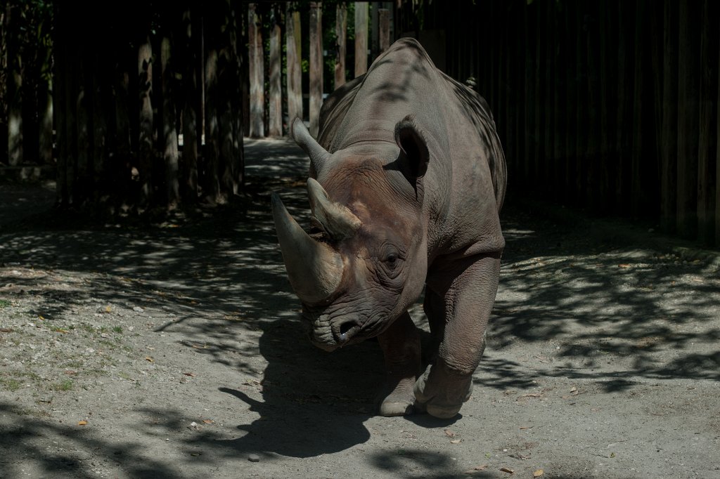IMG_0232_c.jpg -  Black rhinoceros  ( Spitzmaulnashorn )