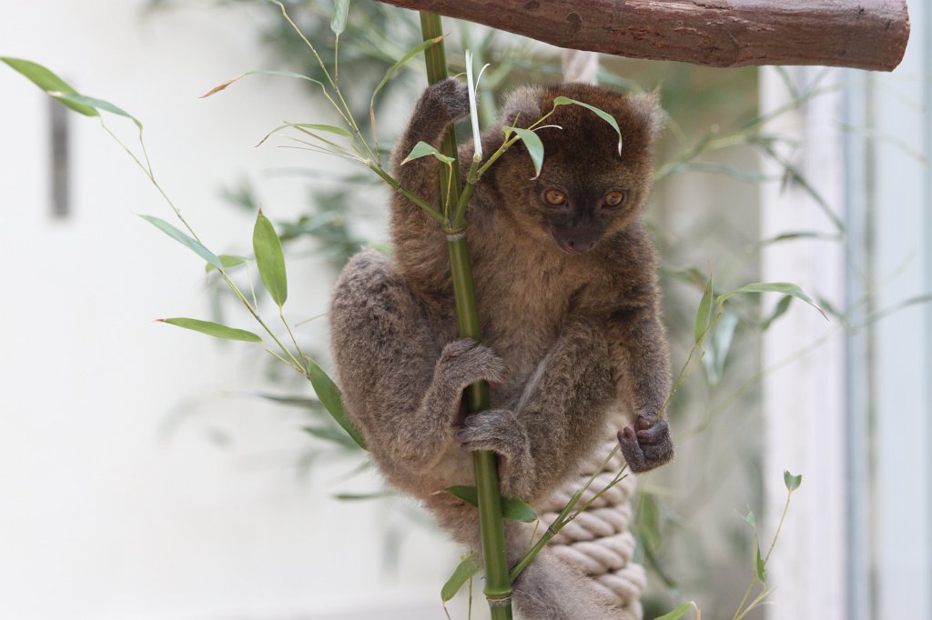 IMG_0250.JPG -  Greater bamboo lemur  ( Großer Bambuslemur )