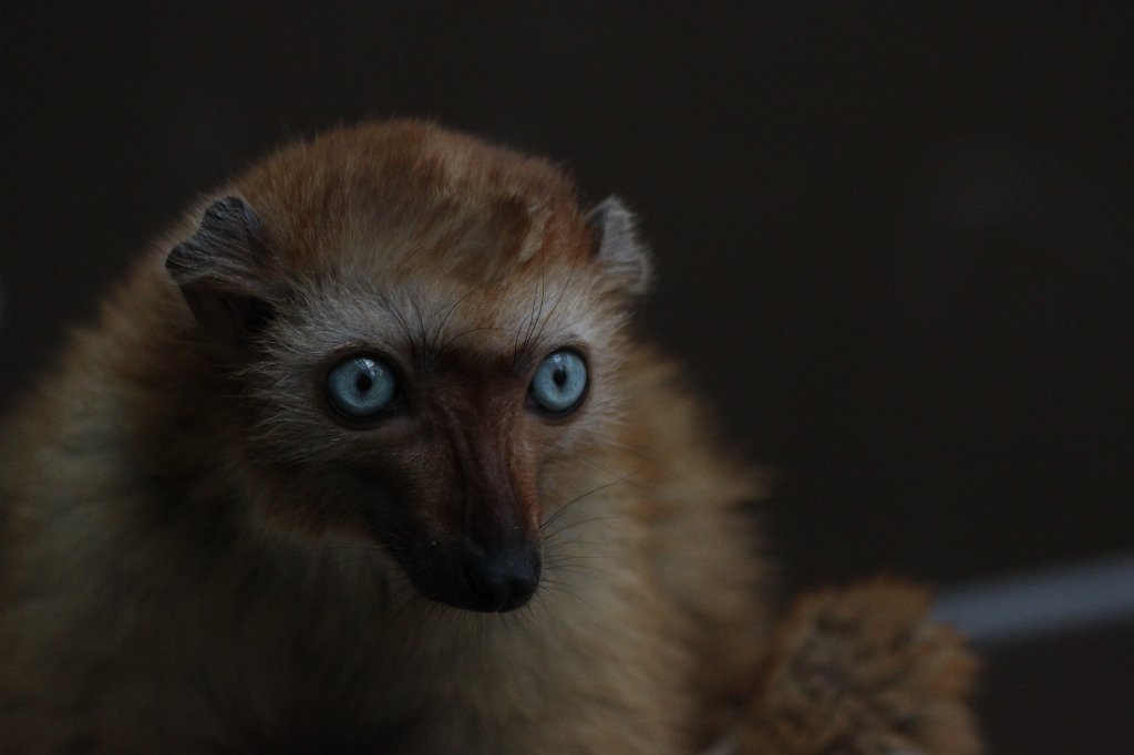 IMG_0262.JPG -  Sclater's lemur  female ( Blauaugenmaki  weiblich)