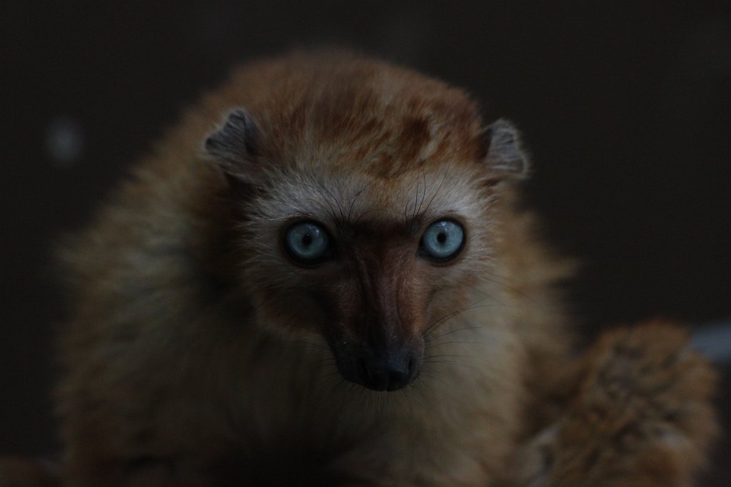 IMG_0263.JPG -  Sclater's lemur  female ( Blauaugenmaki  weiblich)