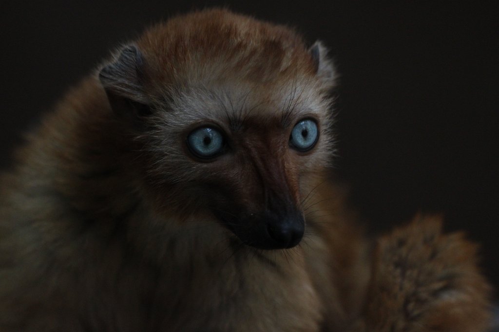 IMG_0268.JPG -  Sclater's lemur  female ( Blauaugenmaki  weiblich)