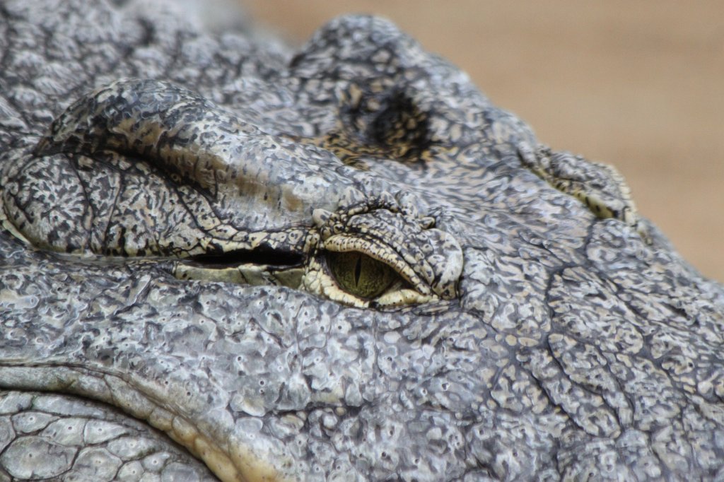 IMG_0297.JPG -  Nile crocodile  ( Nilkrokodil )
