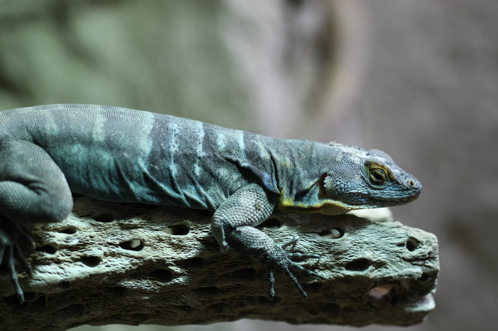 IMG_0454.JPG -  Baja blue rock lizard  (Blauer Felsenleguan)