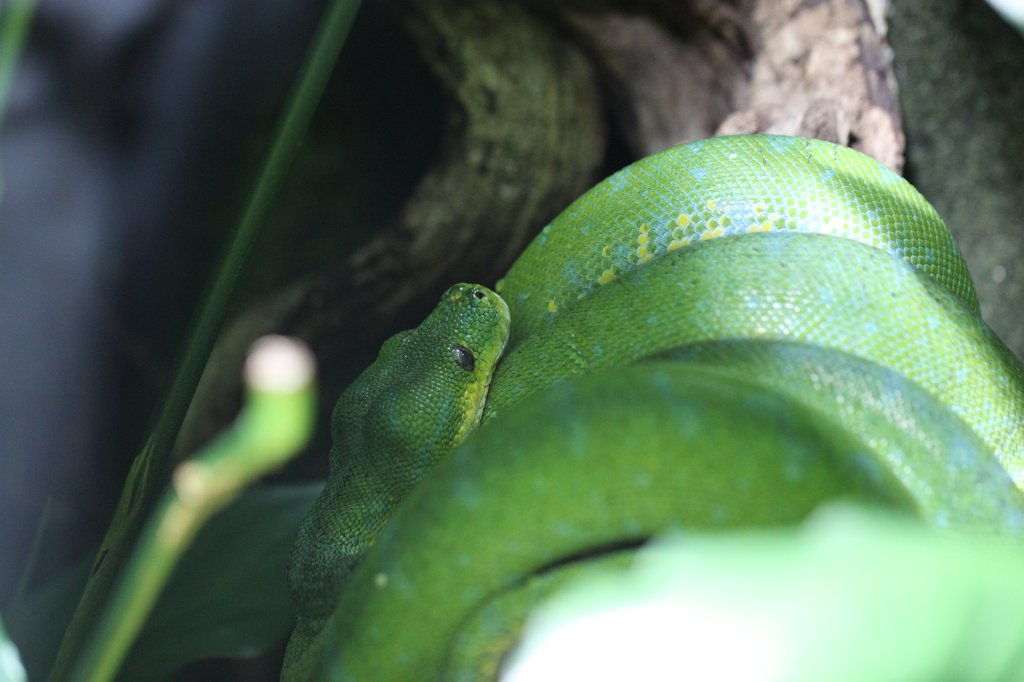 IMG_0501.JPG -  Green tree python  ( Grüner Baumpython )