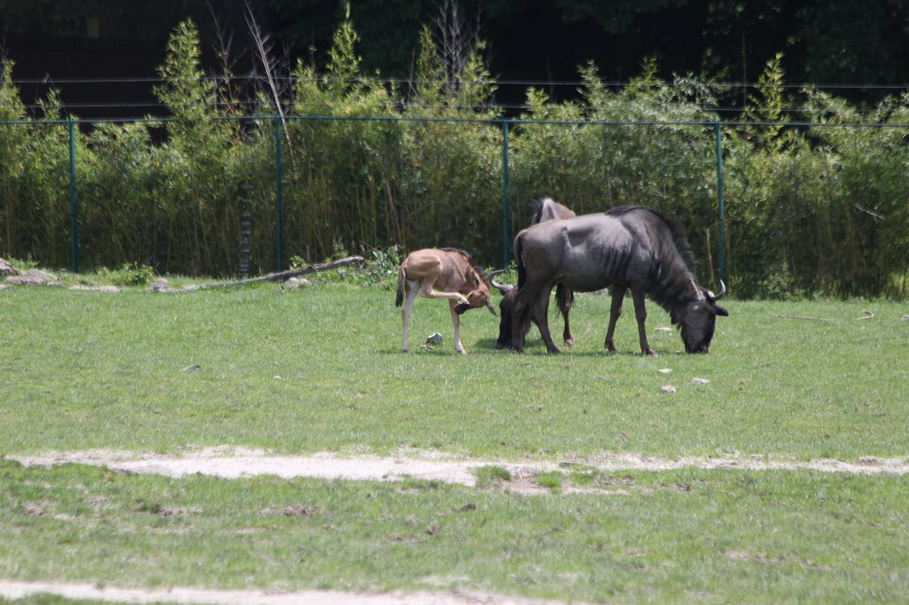 IMG_1370.JPG -  Wildebeest  calf ( Gnu kalb)
