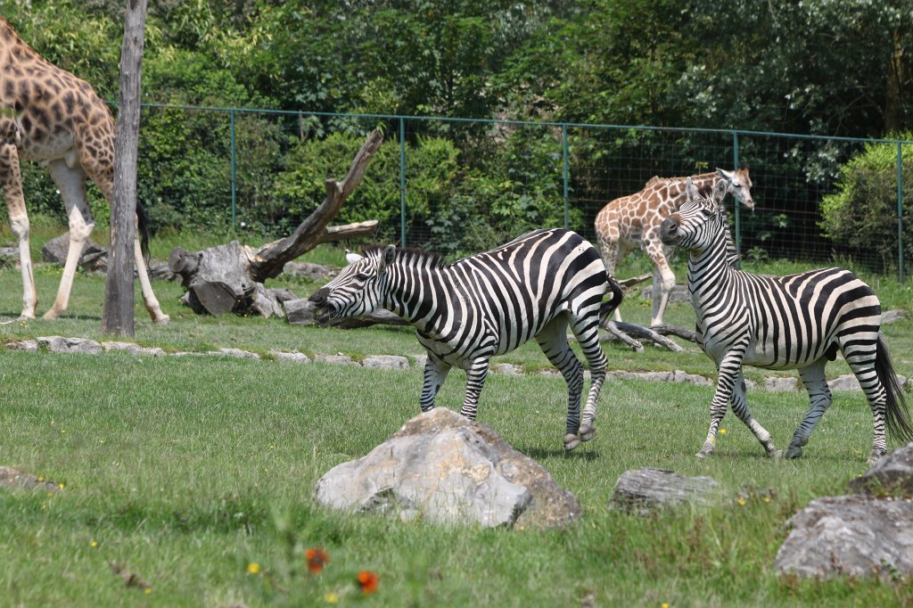 IMG_1386.JPG -  Grant's zebra  ( Böhmzebra )