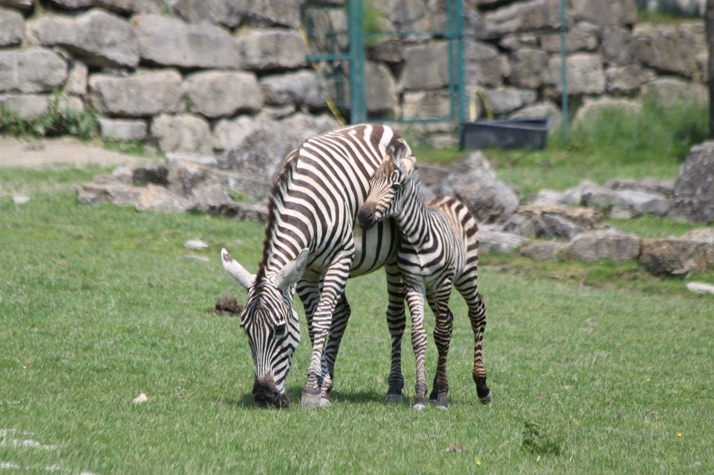 IMG_1397.JPG - One week old  grant's zebra  foal with mother (Ein eine Woche altes  Böhmzebra fohlen mit Mutter)