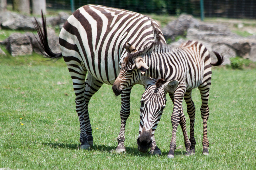 IMG_1401_c.jpg - One week old  grant's zebra  foal with mother (Ein eine Woche altes  Böhmzebra fohlen mit Mutter)